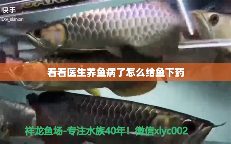 看看醫(yī)生養(yǎng)魚病了怎么給魚下藥 龍魚疾病與治療