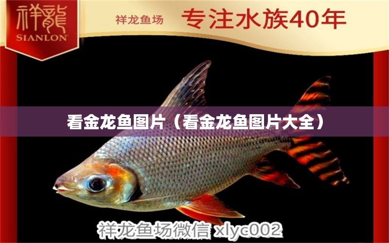 看金龍魚圖片（看金龍魚圖片大全）