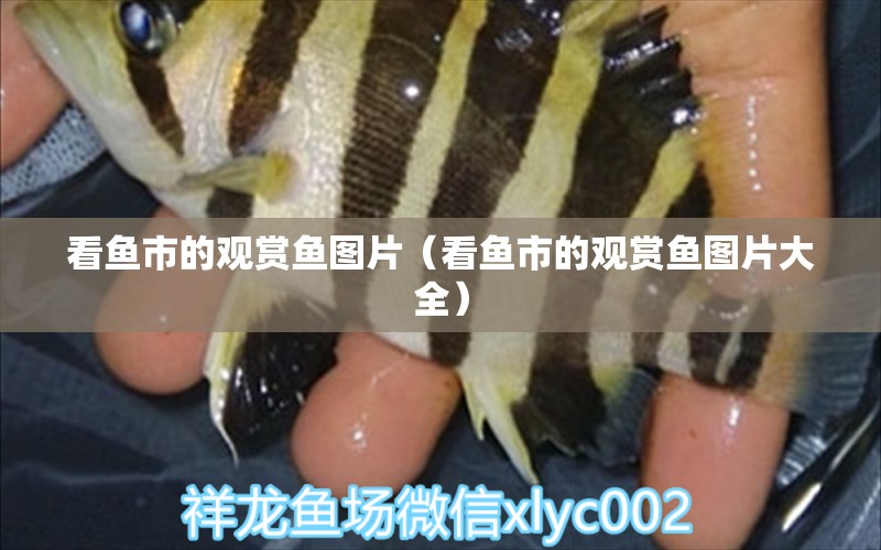 看魚市的觀賞魚圖片（看魚市的觀賞魚圖片大全）