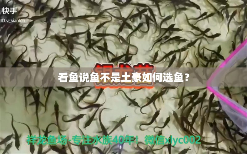 看魚說魚不是土豪如何選魚？ 噴點(diǎn)菠蘿魚