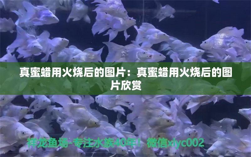 真蜜蠟用火燒后的圖片：真蜜蠟用火燒后的圖片欣賞 文玩