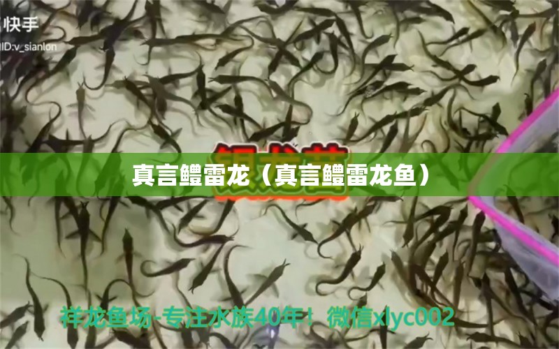 真言鱧雷龍（真言鱧雷龍魚） 廣州龍魚批發(fā)市場