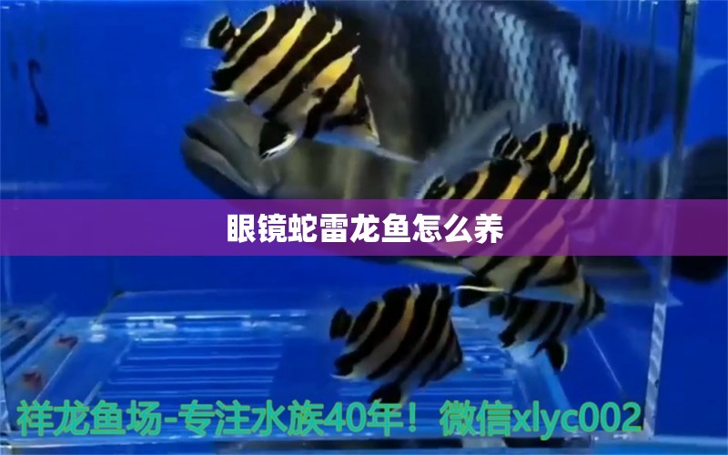 眼鏡蛇雷龍魚(yú)怎么養(yǎng)