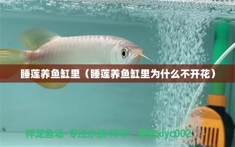 睡蓮養(yǎng)魚缸里（睡蓮養(yǎng)魚缸里為什么不開花）