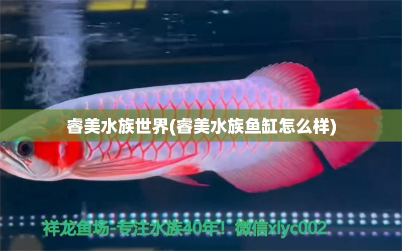 睿美水族世界(睿美水族魚缸怎么樣) 黃金夢幻雷龍魚