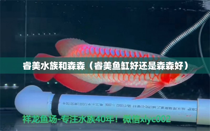 睿美水族和森森（睿美魚缸好還是森森好）