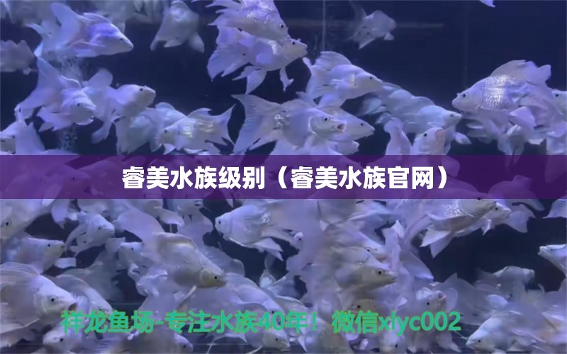 睿美水族級(jí)別（睿美水族官網(wǎng)）