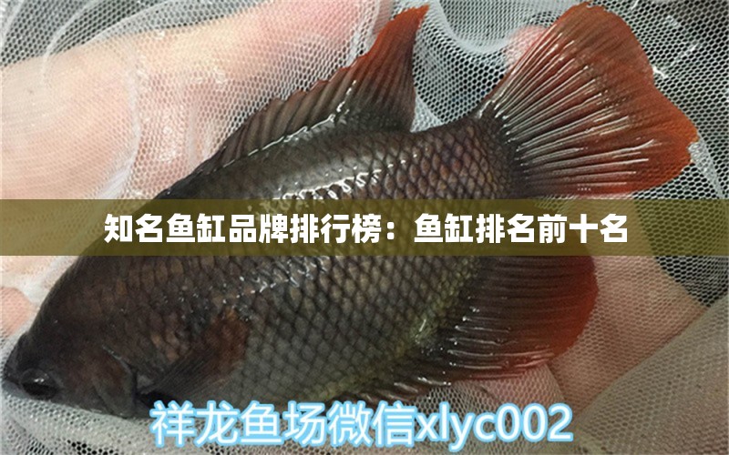 知名魚缸品牌排行榜：魚缸排名前十名