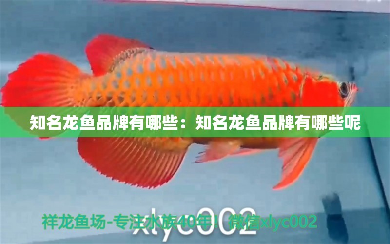 知名龍魚品牌有哪些：知名龍魚品牌有哪些呢