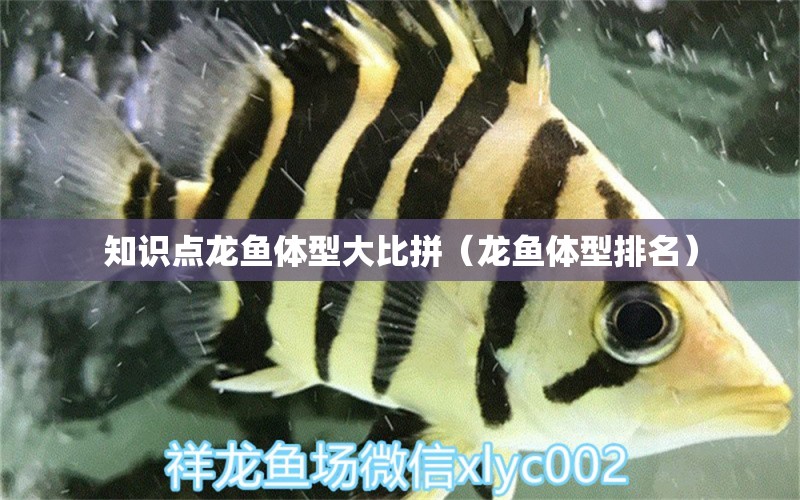 知識點(diǎn)龍魚體型大比拼（龍魚體型排名）