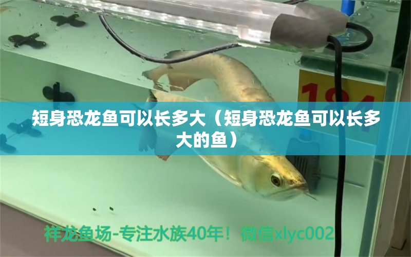 短身恐龍魚可以長多大（短身恐龍魚可以長多大的魚）