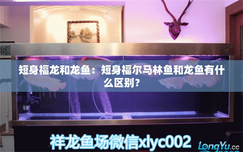 短身福龍和龍魚：短身福爾馬林魚和龍魚有什么區(qū)別？ 水族問答 第2張