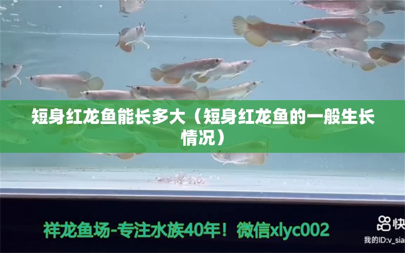 短身紅龍魚能長多大（短身紅龍魚的一般生長情況） 龍魚百科 第1張