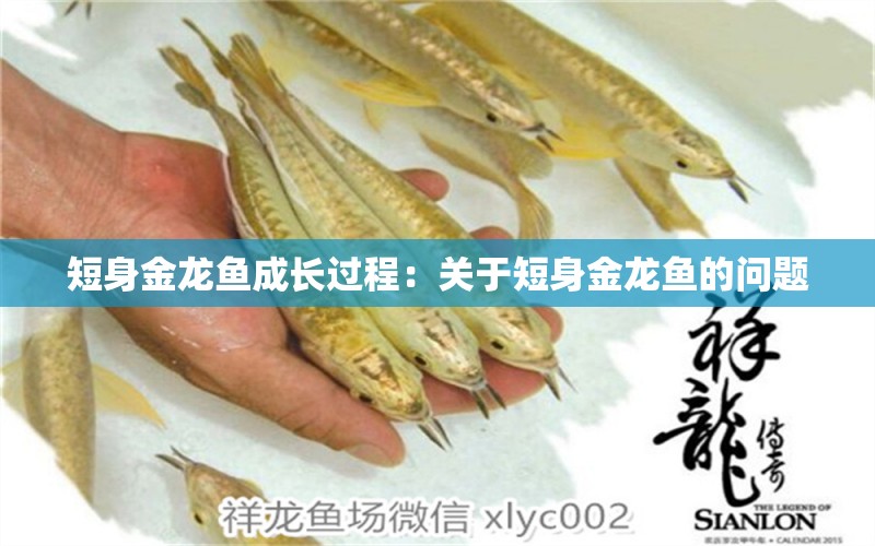 短身金龍魚(yú)成長(zhǎng)過(guò)程：關(guān)于短身金龍魚(yú)的問(wèn)題 水族問(wèn)答 第2張