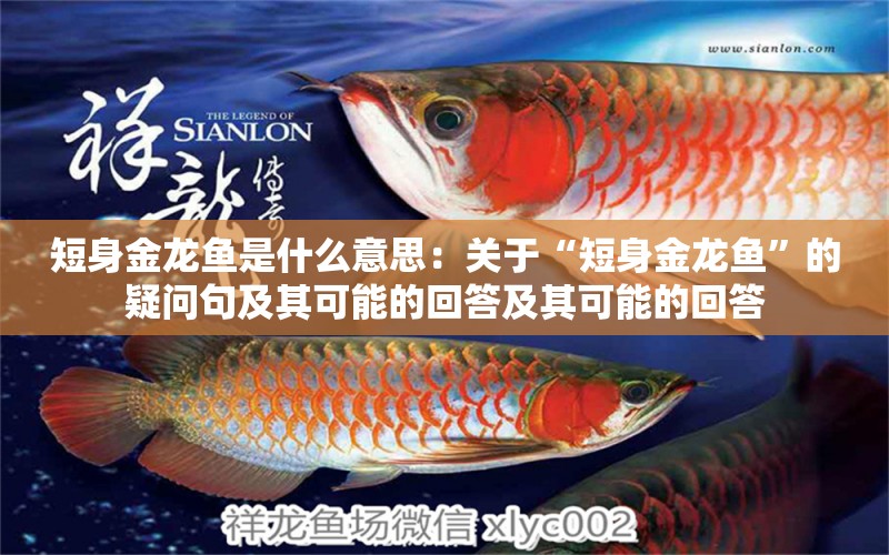 短身金龍魚是什么意思：關(guān)于“短身金龍魚”的疑問句及其可能的回答及其可能的回答 水族問答 第2張