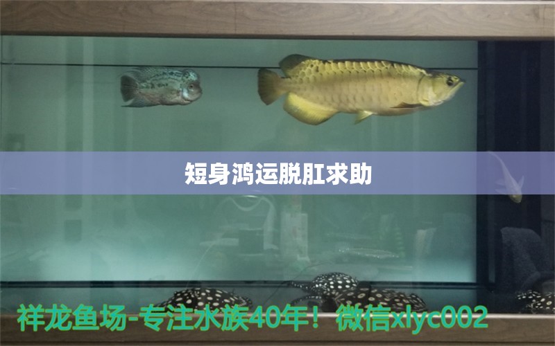 短身鴻運脫肛求助 純血皇冠黑白魟魚