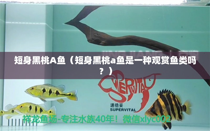 短身黑桃A魚（短身黑桃a魚是一種觀賞魚類嗎？） 全國觀賞魚市場 第2張