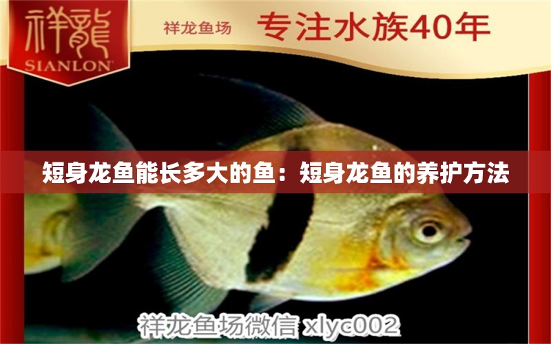 短身龍魚能長(zhǎng)多大的魚：短身龍魚的養(yǎng)護(hù)方法 水族問答 第2張