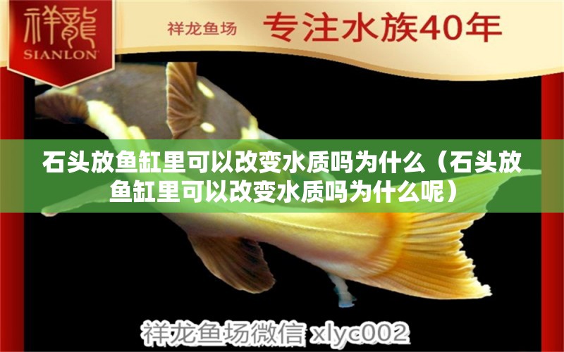 石頭放魚(yú)缸里可以改變水質(zhì)嗎為什么（石頭放魚(yú)缸里可以改變水質(zhì)嗎為什么呢） 其他品牌魚(yú)缸