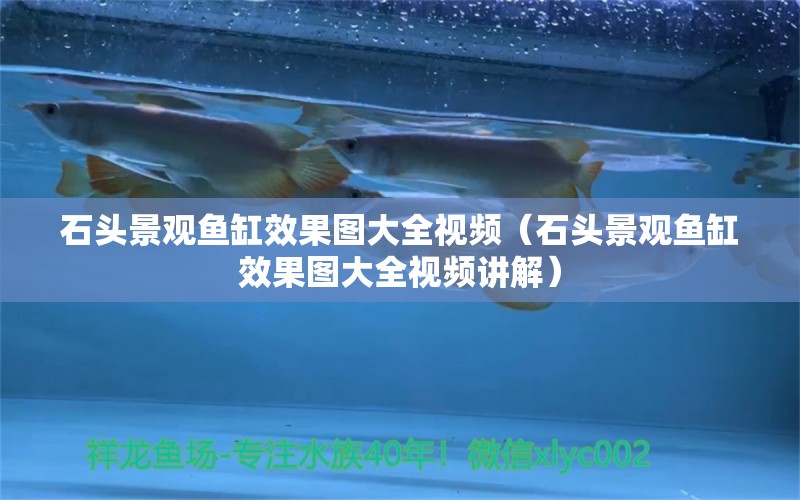 石頭景觀魚缸效果圖大全視頻（石頭景觀魚缸效果圖大全視頻講解） 印尼紅龍魚