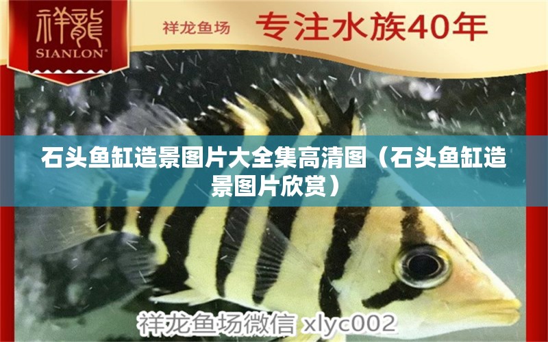 石頭魚缸造景圖片大全集高清圖（石頭魚缸造景圖片欣賞） 祥龍水族醫(yī)院