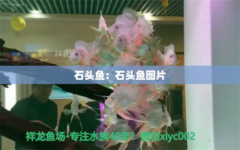 石頭魚：石頭魚圖片