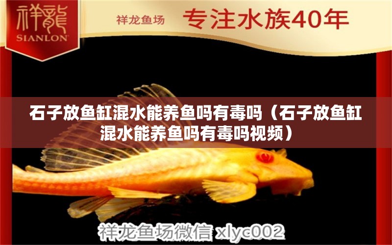 石子放魚缸混水能養(yǎng)魚嗎有毒嗎（石子放魚缸混水能養(yǎng)魚嗎有毒嗎視頻）