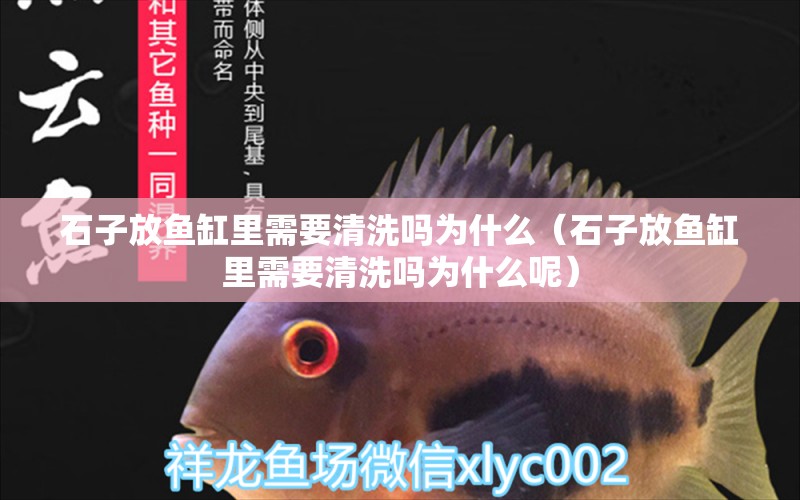 石子放魚(yú)缸里需要清洗嗎為什么（石子放魚(yú)缸里需要清洗嗎為什么呢）