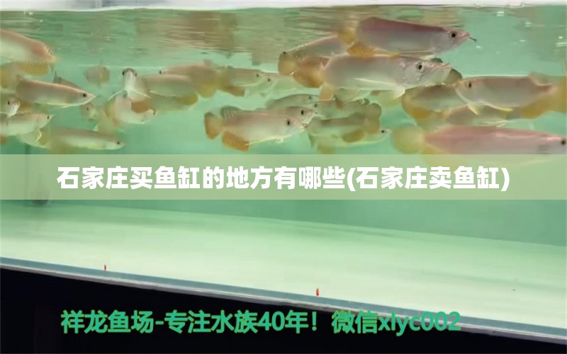 石家莊買(mǎi)魚(yú)缸的地方有哪些(石家莊賣(mài)魚(yú)缸) 巨骨舌魚(yú)