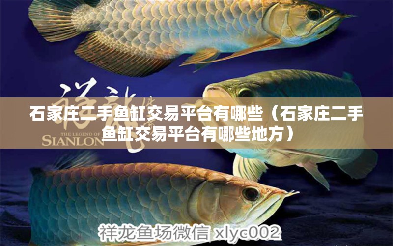 石家莊二手魚缸交易平臺有哪些（石家莊二手魚缸交易平臺有哪些地方）