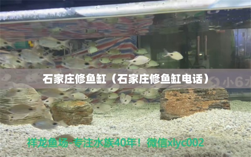 石家莊修魚缸（石家莊修魚缸電話）