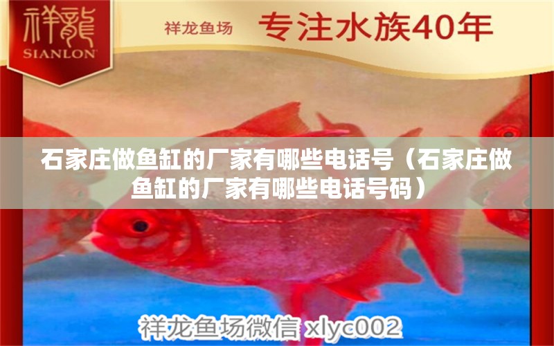 石家莊做魚缸的廠家有哪些電話號（石家莊做魚缸的廠家有哪些電話號碼） 祥龍水族醫(yī)院