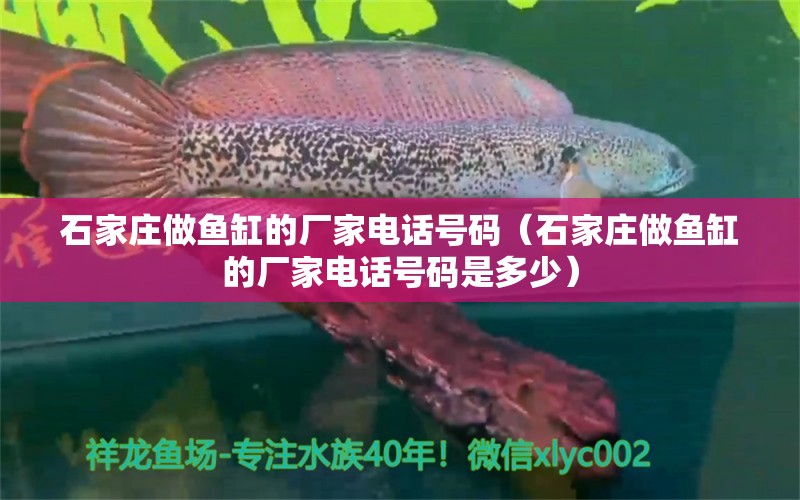 石家莊做魚缸的廠家電話號碼（石家莊做魚缸的廠家電話號碼是多少）