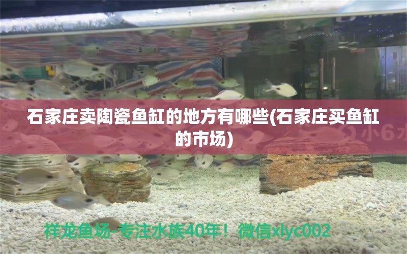 石家莊賣陶瓷魚缸的地方有哪些(石家莊買魚缸的市場) 丹頂錦鯉魚