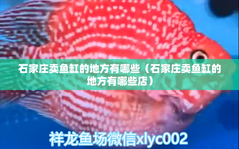 石家莊賣魚缸的地方有哪些（石家莊賣魚缸的地方有哪些店）