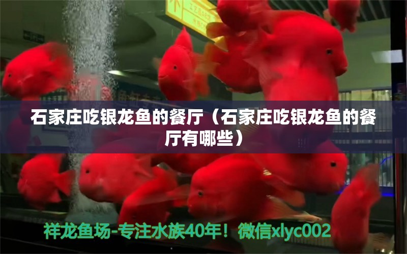 石家莊吃銀龍魚的餐廳（石家莊吃銀龍魚的餐廳有哪些）