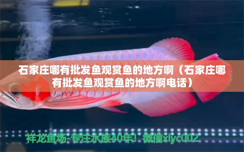 石家莊哪有批發(fā)魚觀賞魚的地方?。ㄊ仪f哪有批發(fā)魚觀賞魚的地方啊電話）