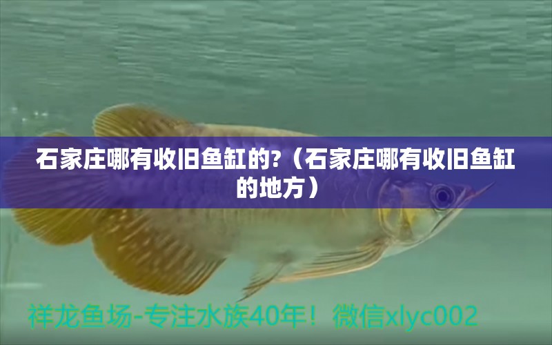 石家莊哪有收舊魚(yú)缸的?（石家莊哪有收舊魚(yú)缸的地方） 觀賞魚(yú)市場(chǎng)（混養(yǎng)魚(yú)）