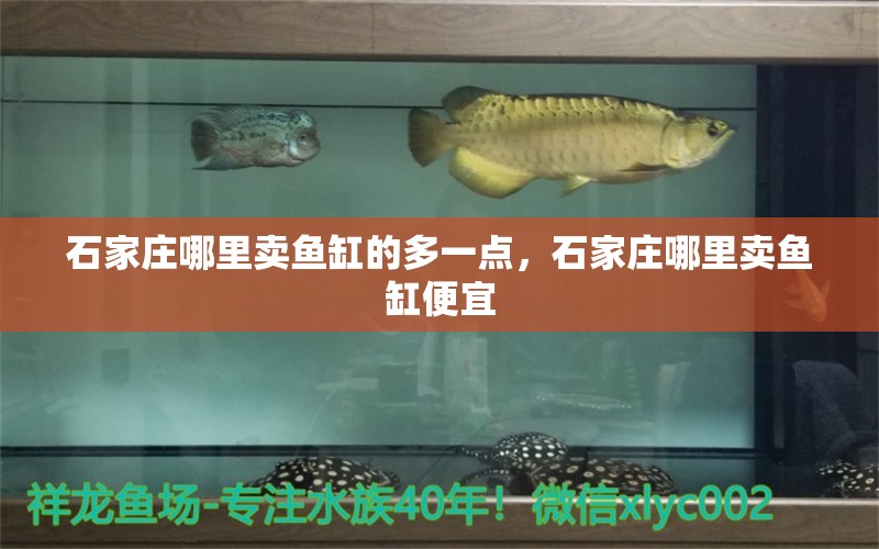 石家莊哪里賣魚缸的多一點(diǎn)，石家莊哪里賣魚缸便宜