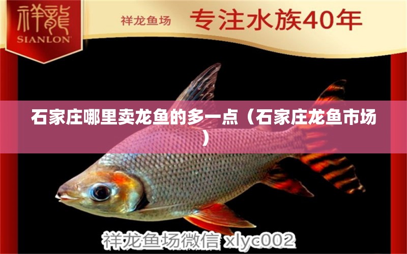 石家莊哪里賣龍魚的多一點(diǎn)（石家莊龍魚市場） 水族品牌