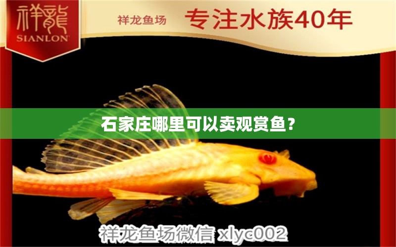 石家莊哪里可以賣觀賞魚？ 觀賞魚