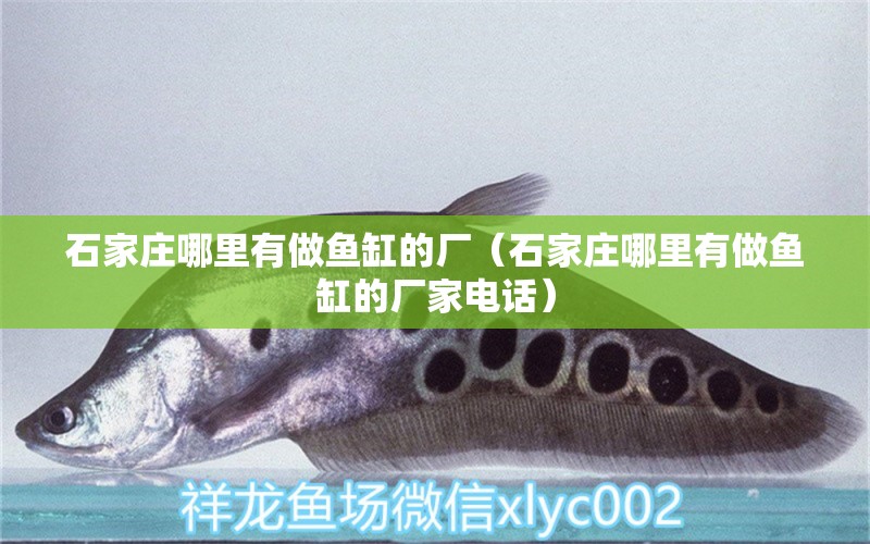 石家莊哪里有做魚缸的廠（石家莊哪里有做魚缸的廠家電話）