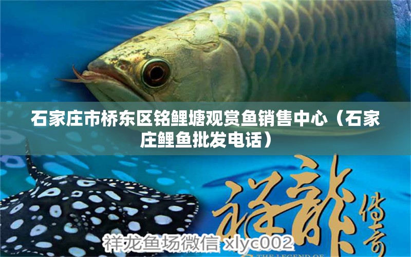 石家莊市橋東區(qū)銘鯉塘觀賞魚銷售中心（石家莊鯉魚批發(fā)電話）