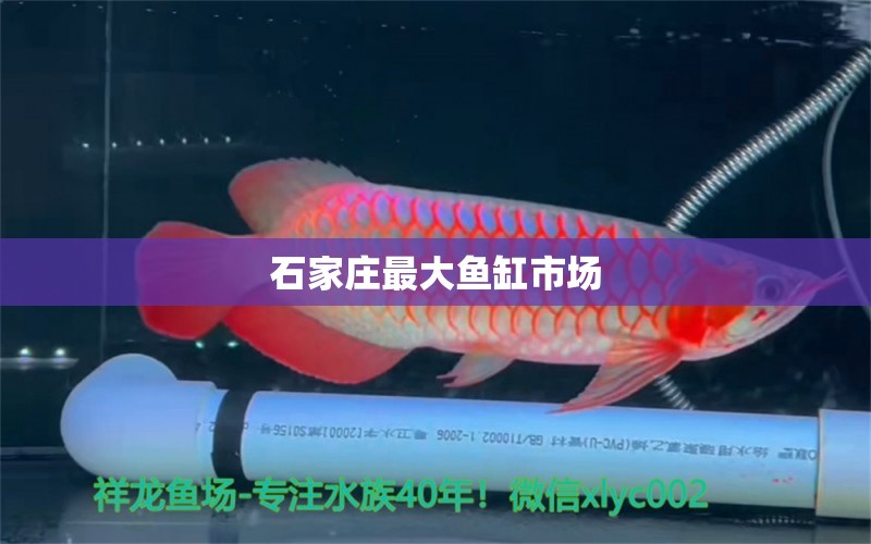 石家莊最大魚缸市場(chǎng) 其他品牌魚缸