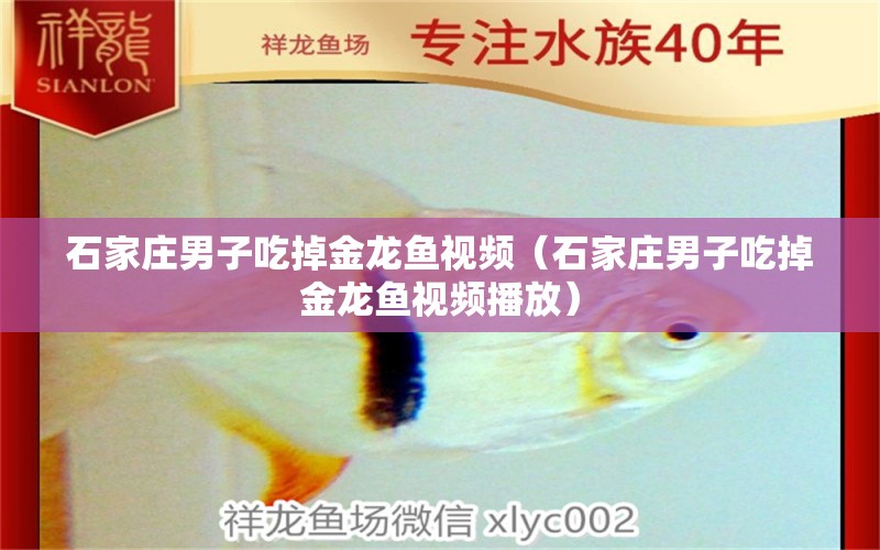 石家莊男子吃掉金龍魚視頻（石家莊男子吃掉金龍魚視頻播放） 金頭過背金龍魚