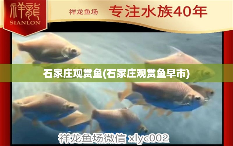 石家莊觀賞魚(石家莊觀賞魚早市) 綠皮皇冠豹魚