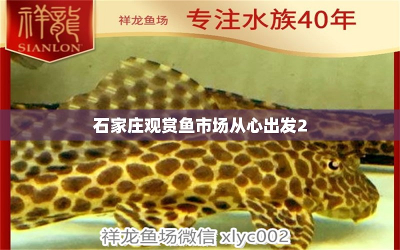 石家莊觀賞魚市場從心出發(fā)2 觀賞魚市場（混養(yǎng)魚）