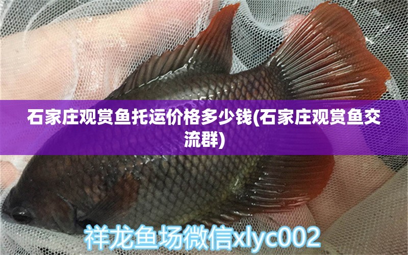 石家莊觀賞魚托運(yùn)價格多少錢(石家莊觀賞魚交流群) 圖騰金龍魚