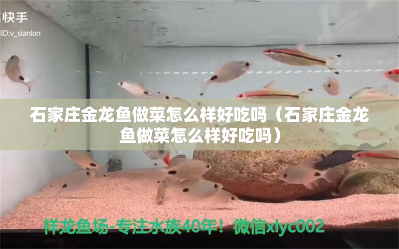 石家莊金龍魚(yú)做菜怎么樣好吃嗎（石家莊金龍魚(yú)做菜怎么樣好吃嗎）