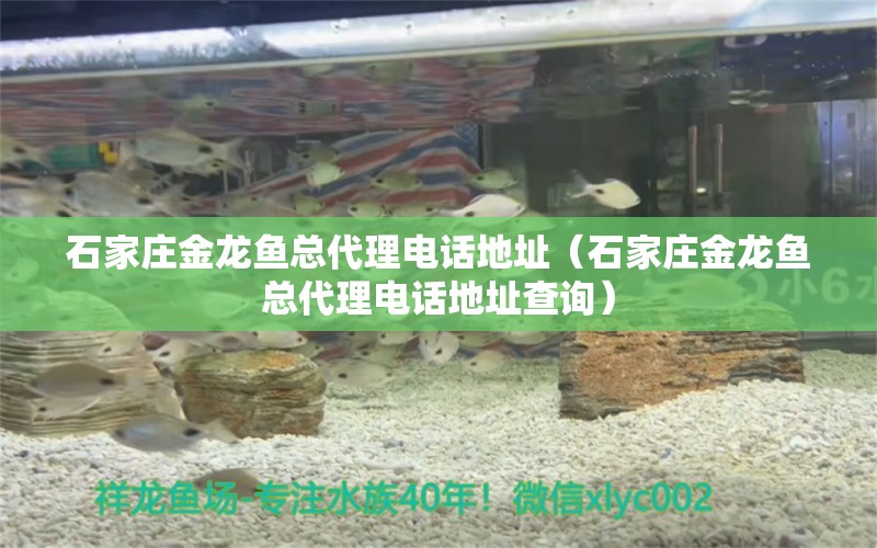 石家莊金龍魚總代理電話地址（石家莊金龍魚總代理電話地址查詢）